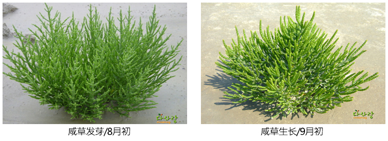 咸草发芽/8月初, 咸草生长/9月初
