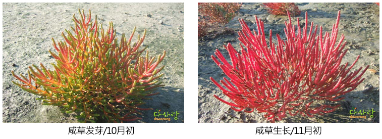 咸草发芽/10月初, 咸草生长/11月初