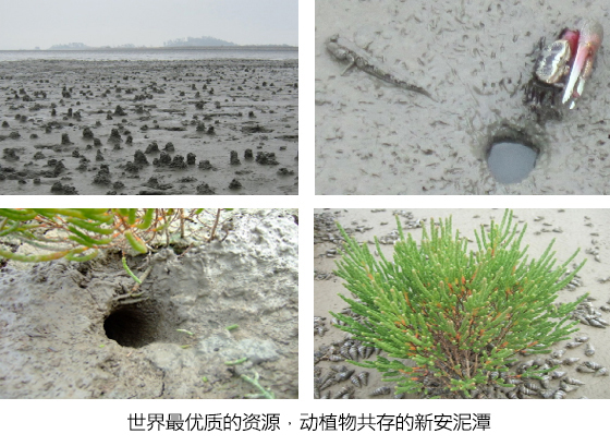 世界最优质的资源，动植物共存的新安泥潭