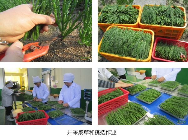 开采咸草和挑选作业