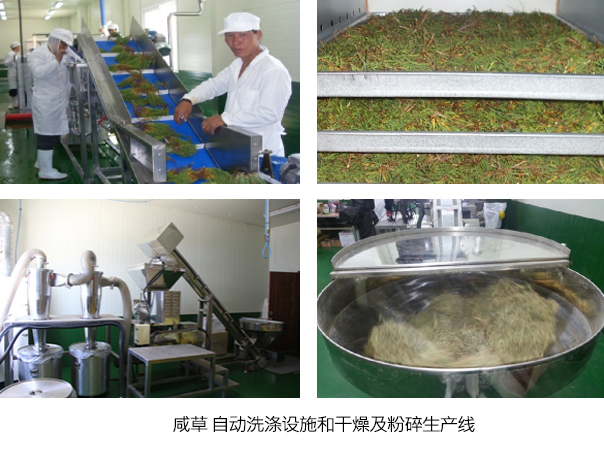 咸草 自动洗涤设施和干燥及粉碎生产线