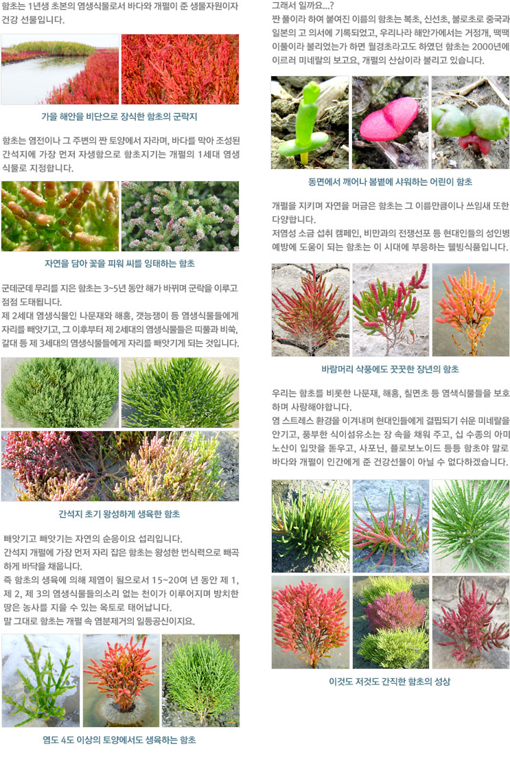 함초이야기