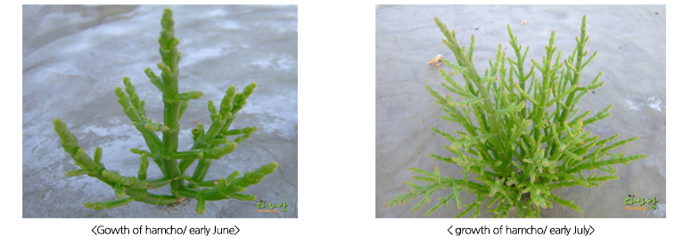 Gowth of hamcho/ early June, growth of hamcho/ early July