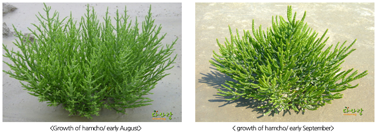 Growth of hamcho/ early August, growth of hamcho/ early September