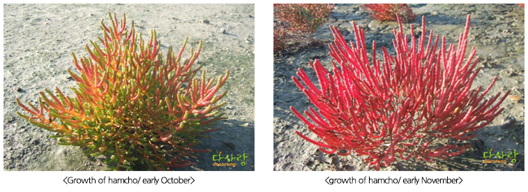 Growth of hamcho/ early October, growth of hamcho/ early November