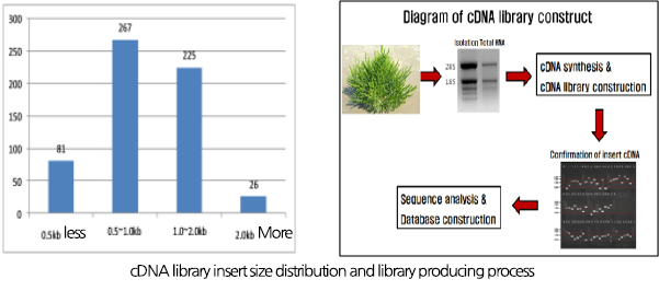 咸草中制作的 cDNA library insert 大小分布及咸草资料库制作过程