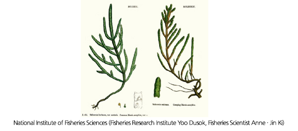 人参系统植物与咸草所含皂苷含量和咸草皂苷化合物构造