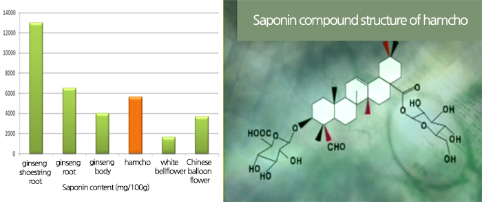 Crude saponin contents of Ginseng-group plants and hamcho/ samponin compound structure of hamcho