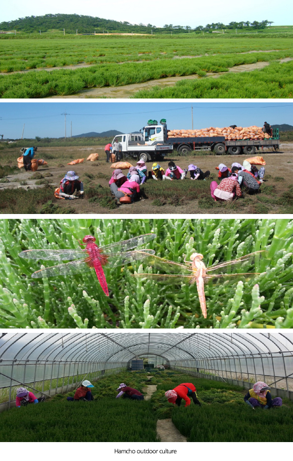Hamcho structured cultivation (greenhouse)