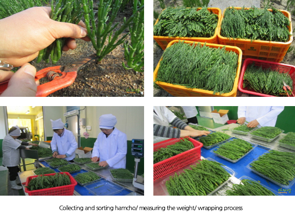 Collecting and sorting hamcho/ measuring the weight/ wrapping process