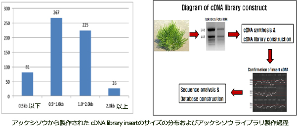 アッケシソウから製作された cDNA library insertのサイズの分布およびアッケシソウ ライブラリ製作過程