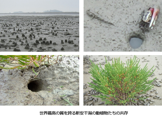 世界最高の質を誇る新安干潟の動植物たちの共存