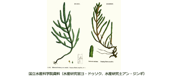 高麗人参系統の植物とアッケシソウの粗サポニン含量とアッケシソウのサポニン化学物の構造
