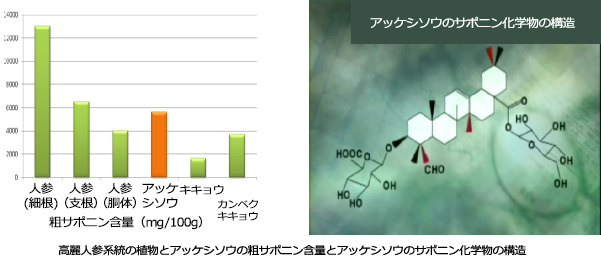 高麗人参系統の植物とアッケシソウの粗サポニン含量とアッケシソウのサポニン化学物の構造